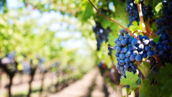 Music in the Vineyard